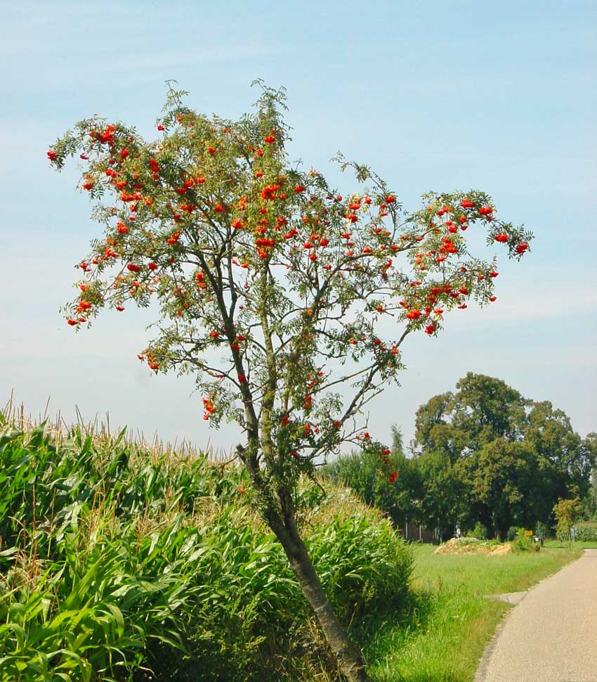 Tree with berries