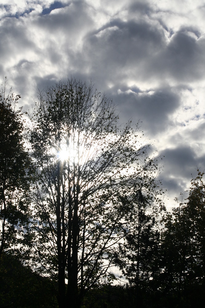 Tree with clouds behind