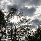 Tree with clouds behind