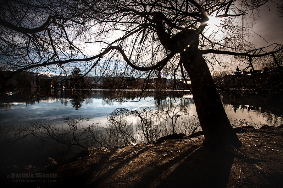 Tree with eyes. Puigcerdà, Cataluña.