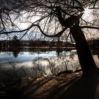 Tree with eyes. Puigcerdà, Cataluña.