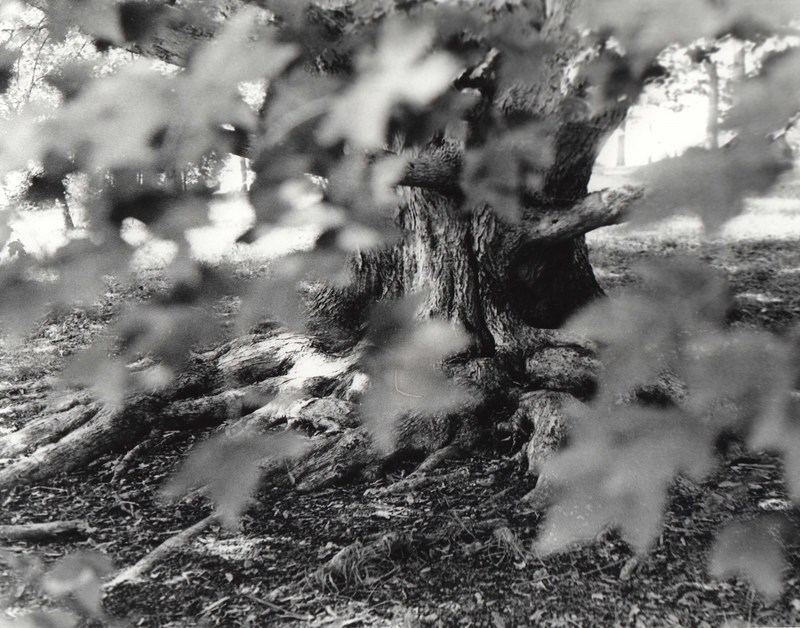 tree with leaves blowing