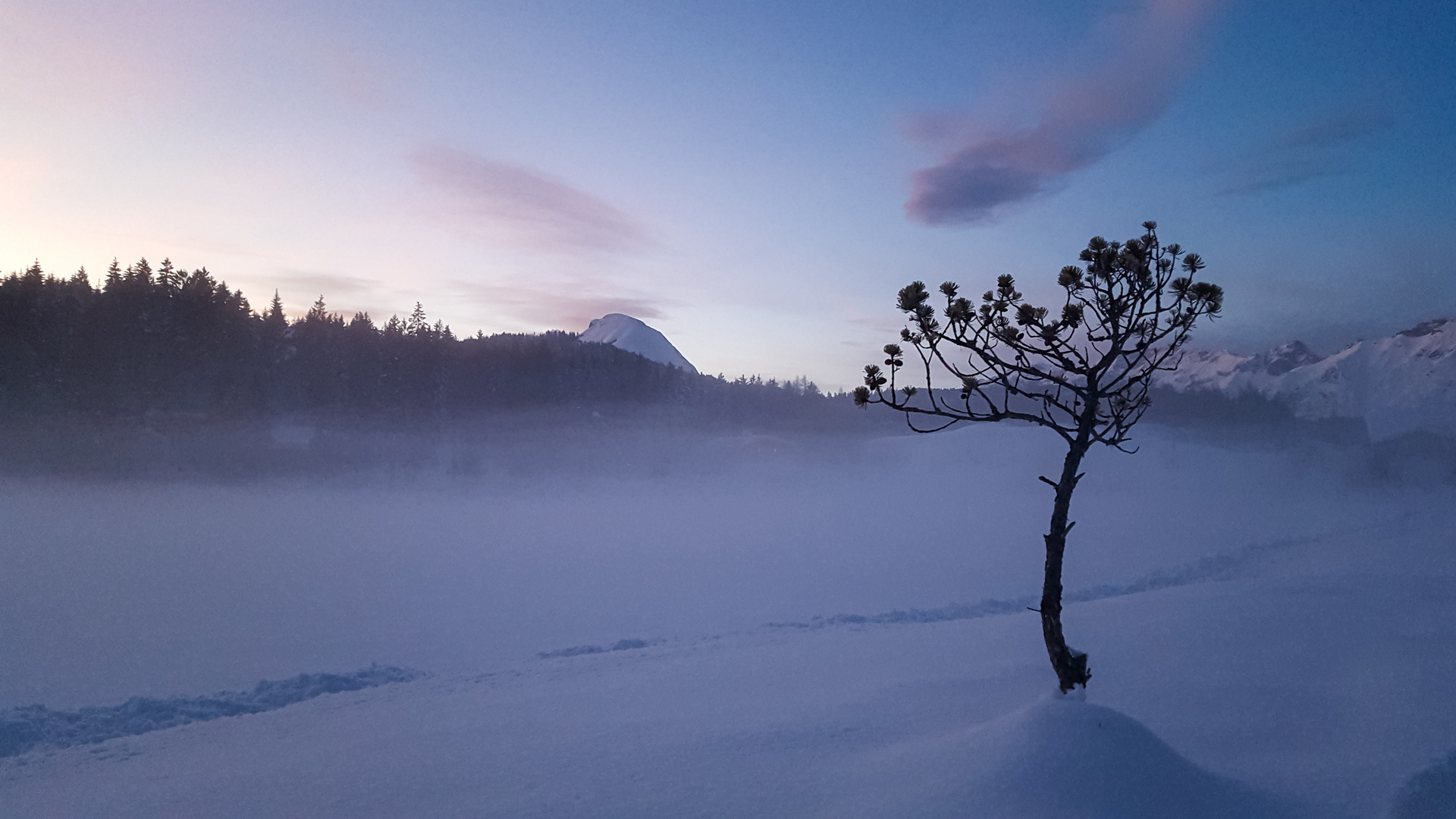 Tree with no company