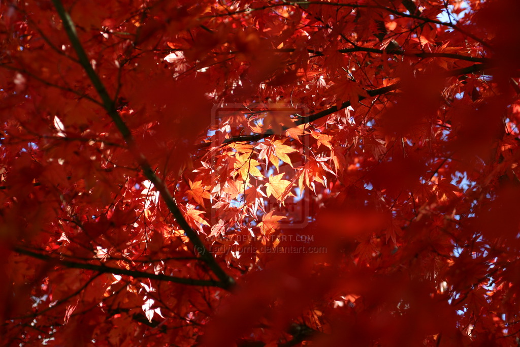 Tree with red leaves