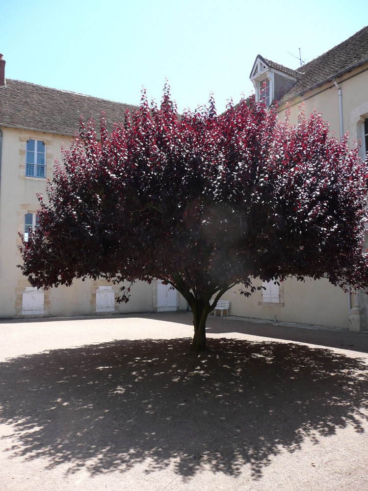 tree with shadow