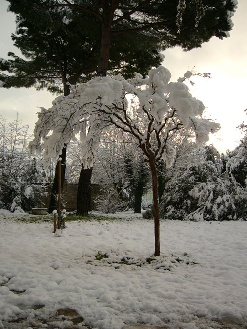 Tree with snow