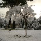 Tree with snow