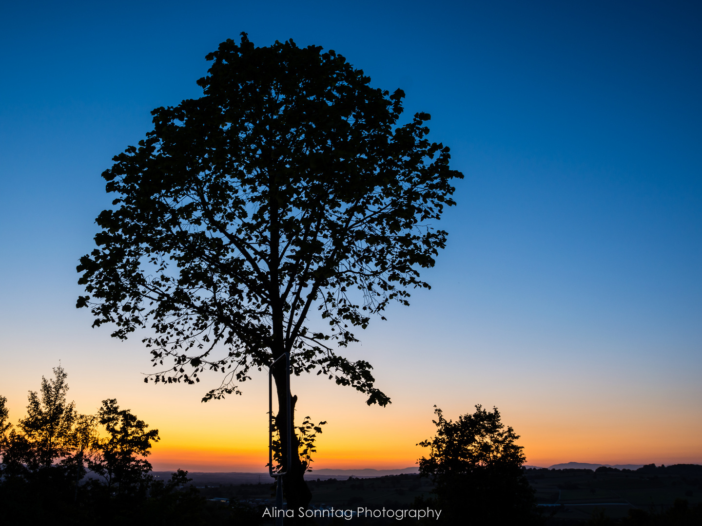 Tree with sunset