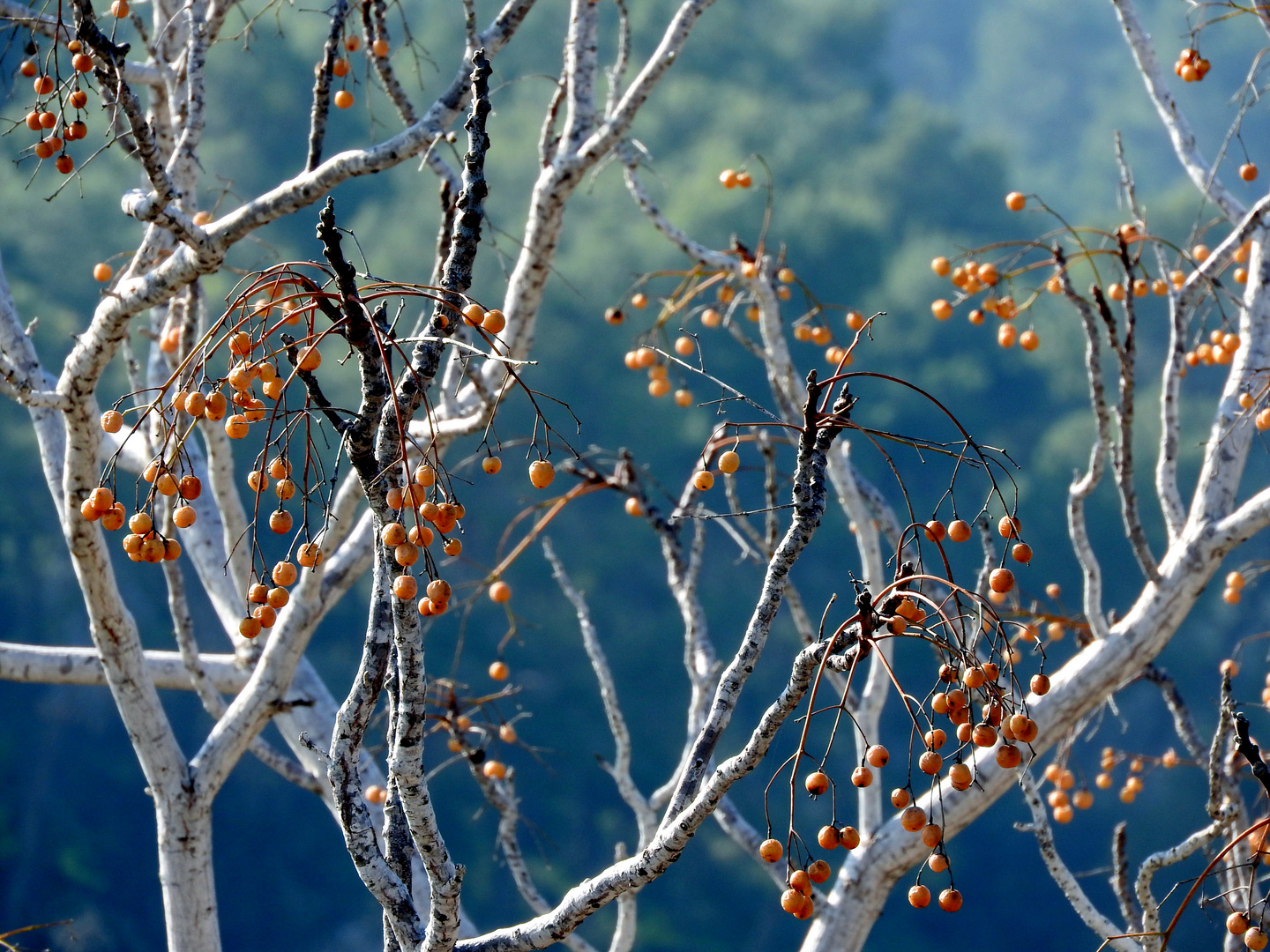 Tree without leaves