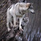 TREE WOLF