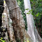 Treeat Banteay Chhmar  02