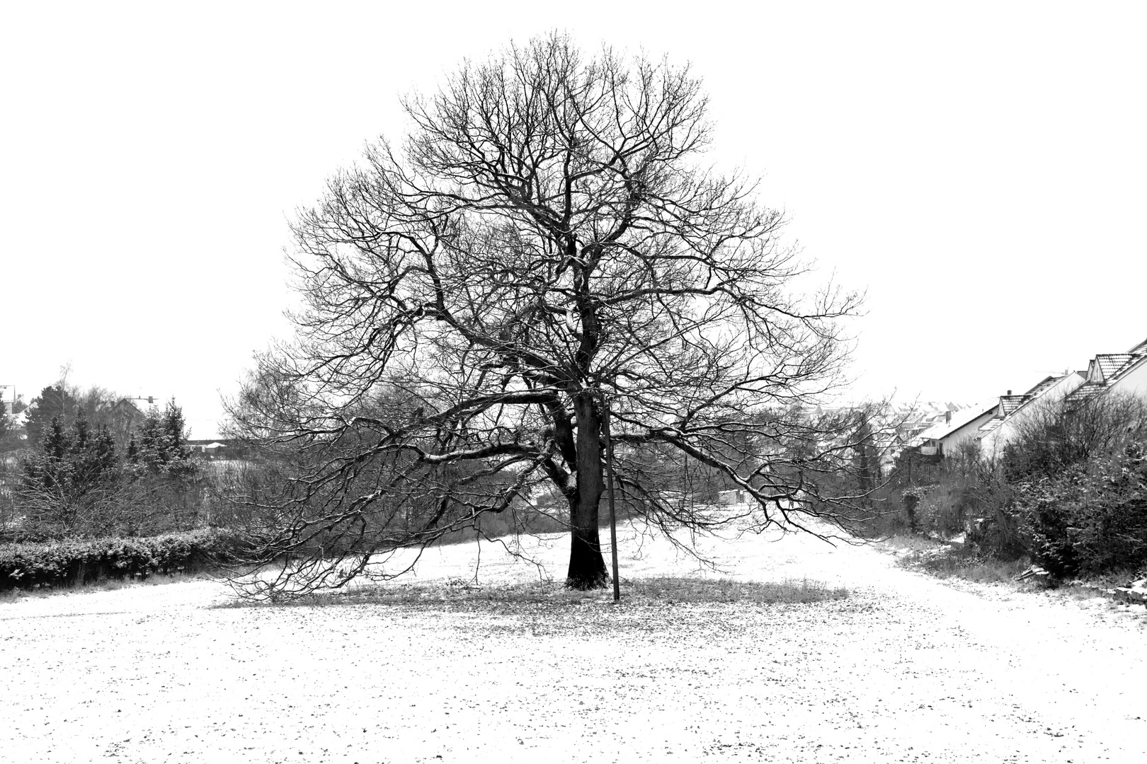 Tree/Baum