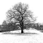 Tree/Baum