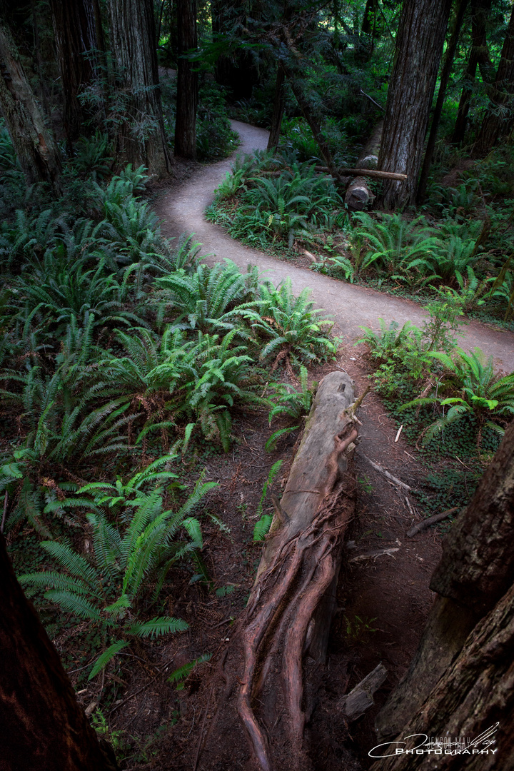 Treeclimbing