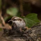 treecreeper 23122018 (7)