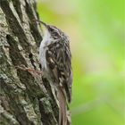  Treecreeper