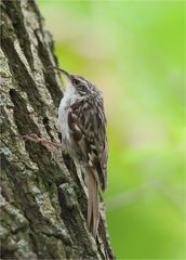  Treecreeper