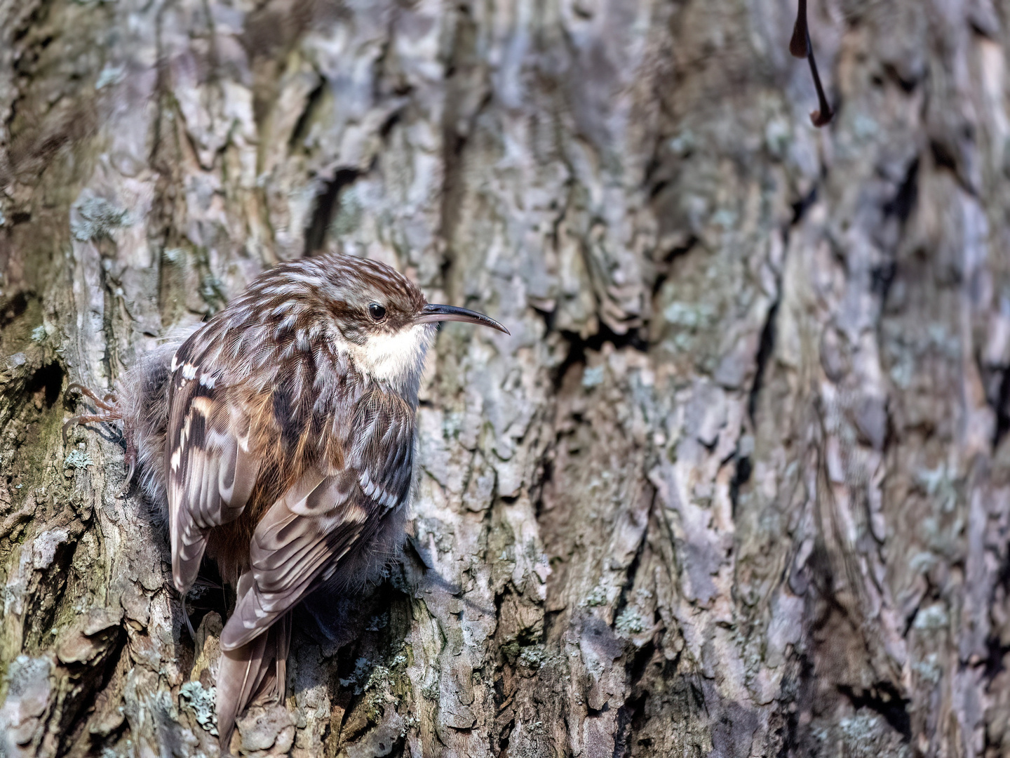 treecreeper-7850539