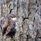 treecreeper-7850539