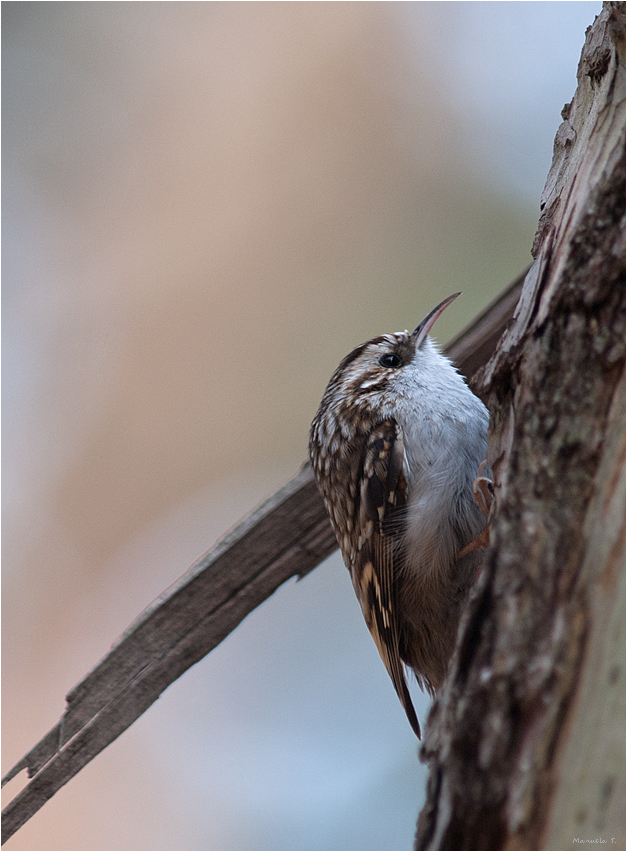 Treecreeper