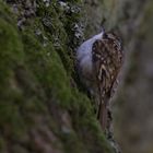 Treecreeper in Moss