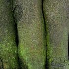 TreeFeet