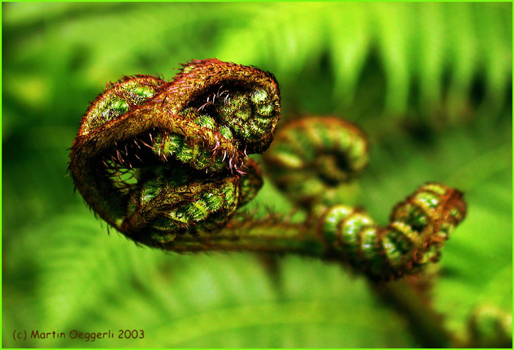 Treefern