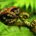 Treefern