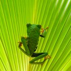 Treefrog