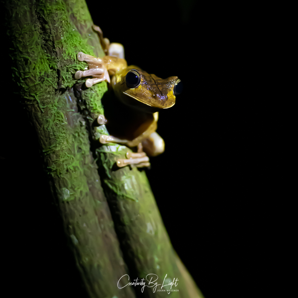 Treefrog