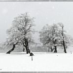 treehenge........in the circle of trees