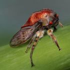 Treehopper