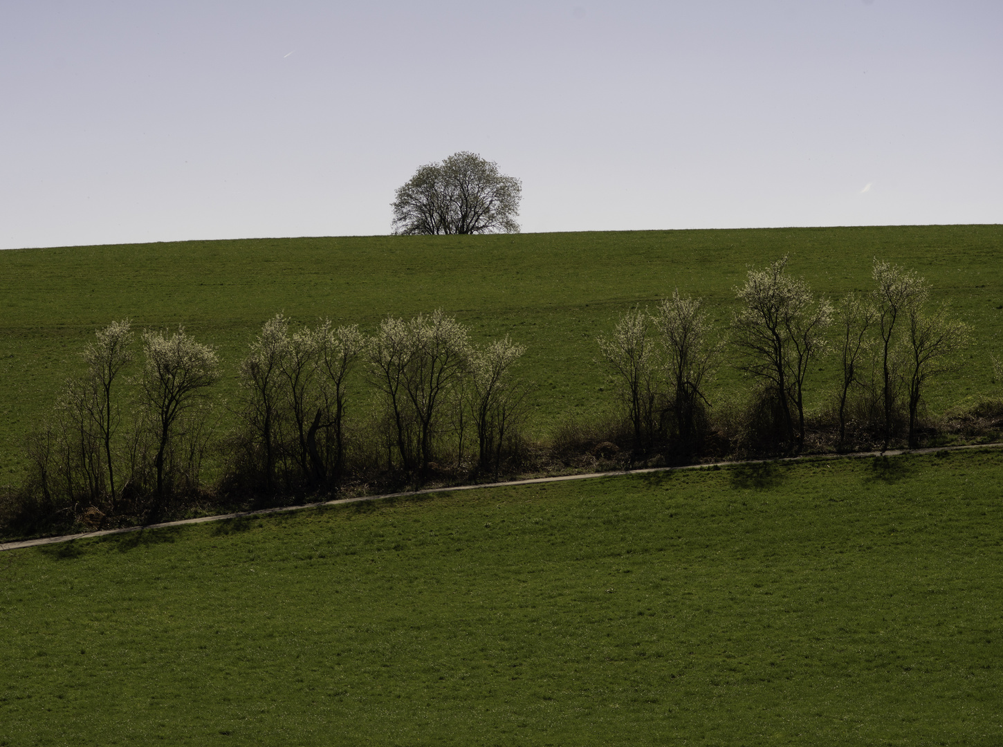 TREELINE_AND_SINGLE_TREE