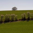 TREELINE_AND_SINGLE_TREE