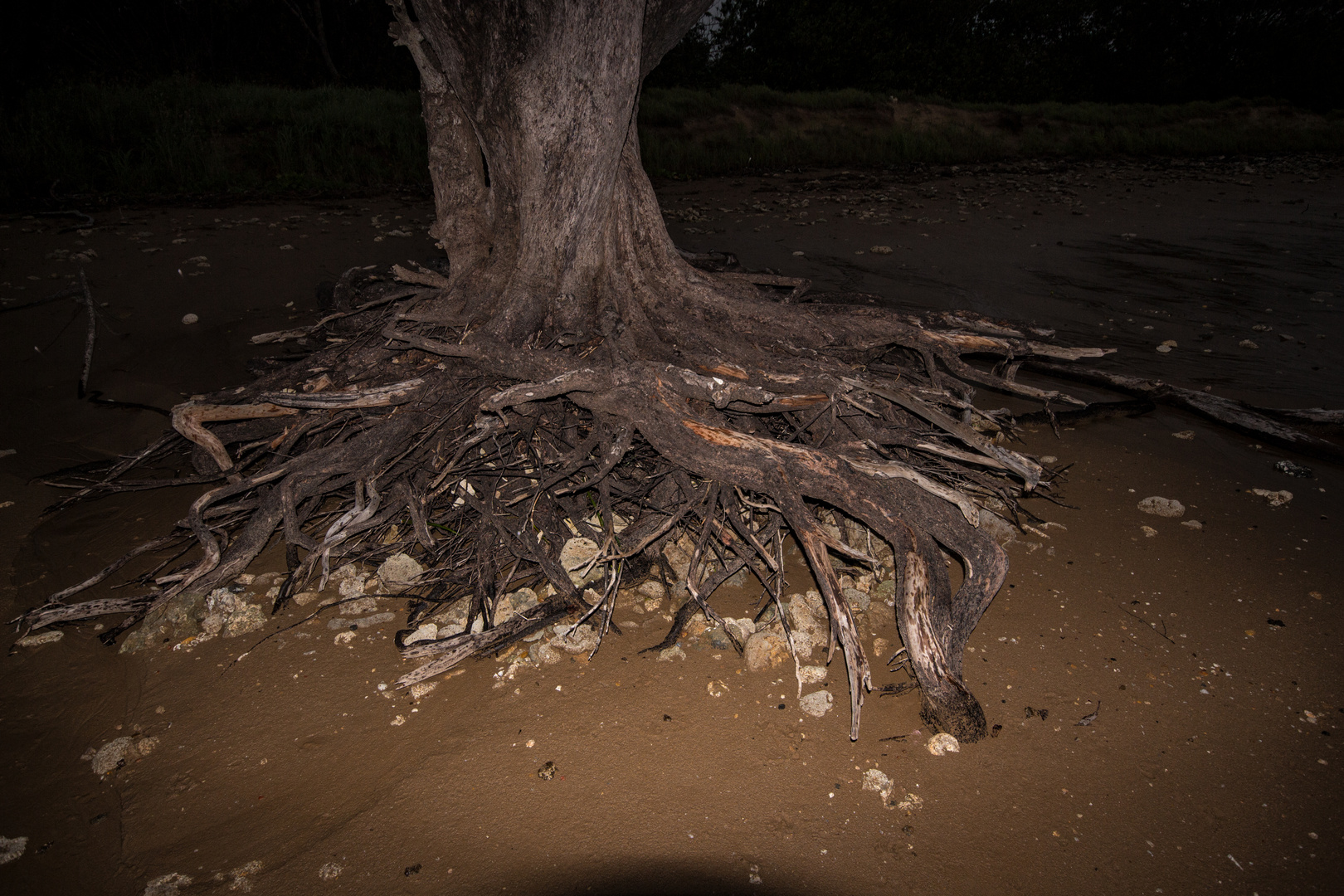 Treeroots @ Lee Point Beach