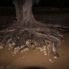 Treeroots @ Lee Point Beach