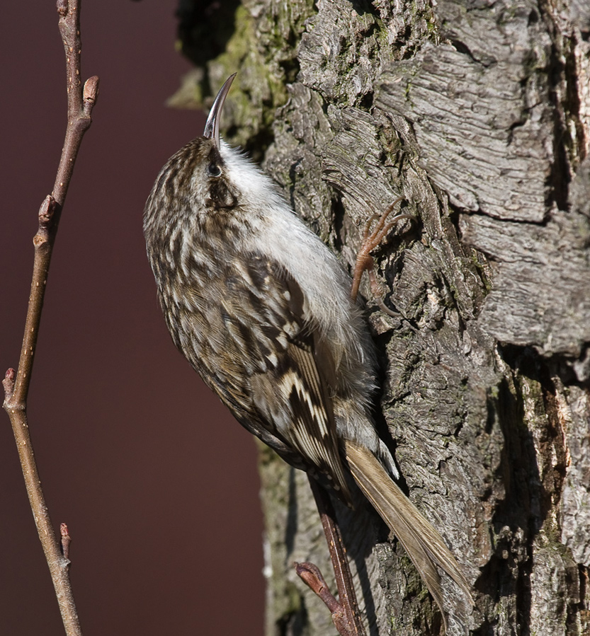 Treerunner for Walkaways (2.)