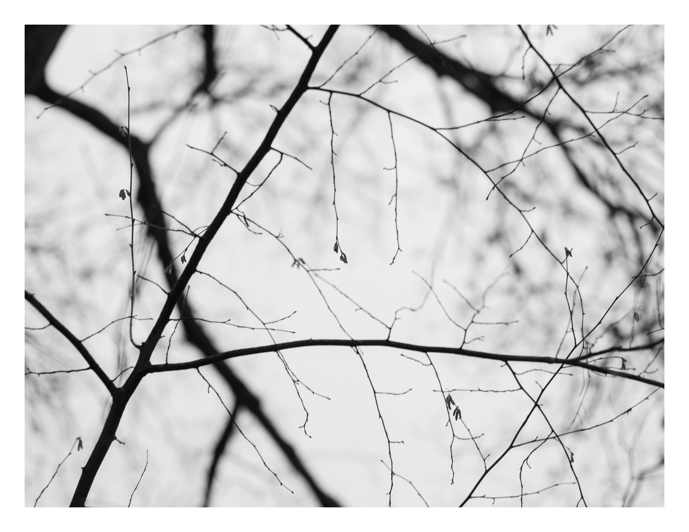 Trees #02