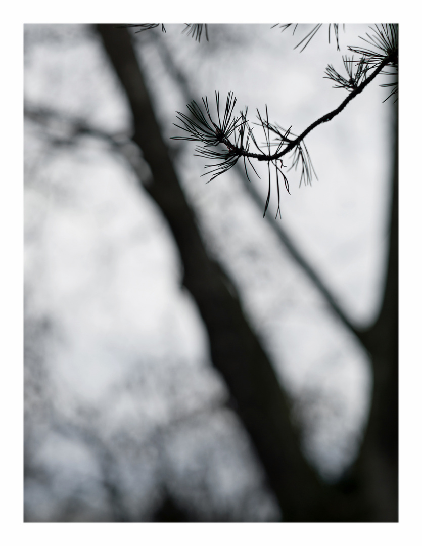 Trees #03