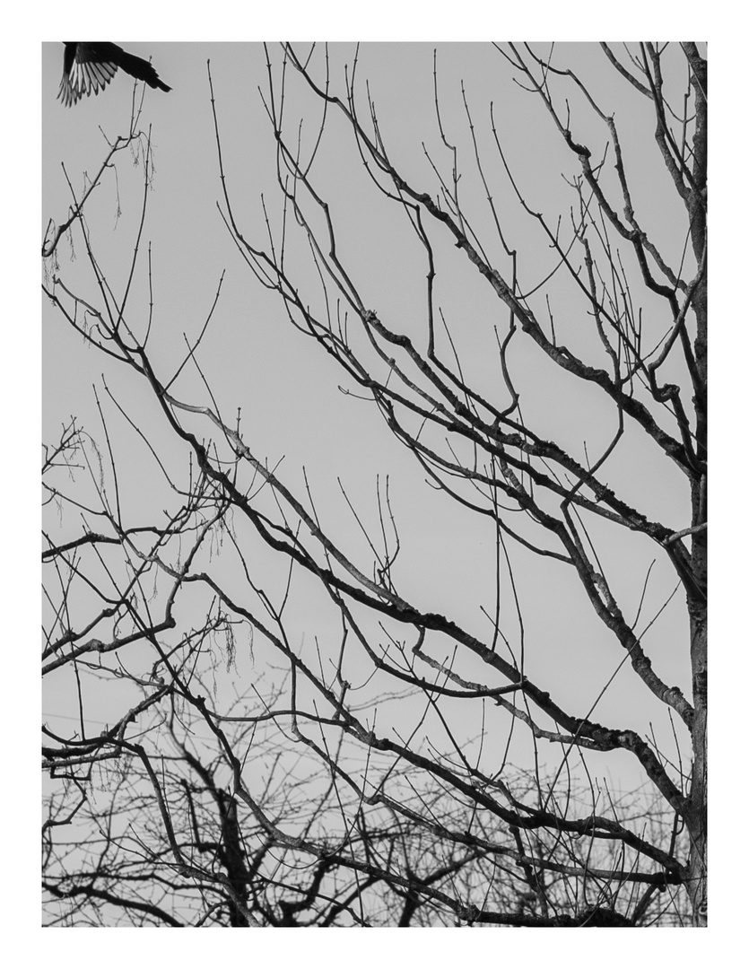 Trees #05