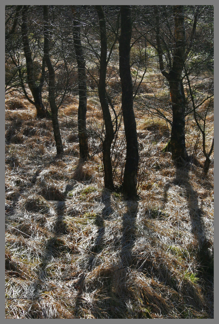 trees 1 kielder 2008