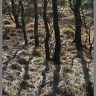 trees 1 kielder 2008