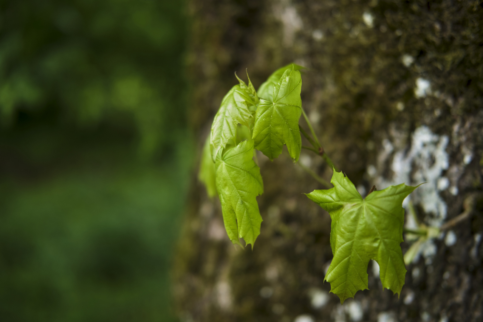 Trees 3