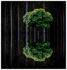 Trees #5