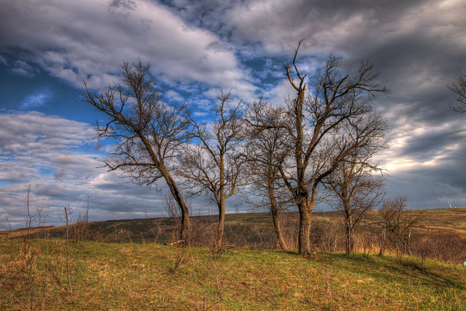 Trees...