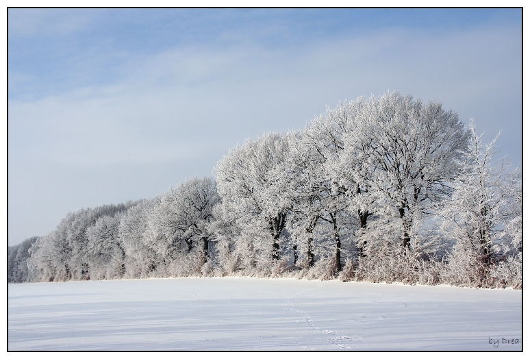 Trees