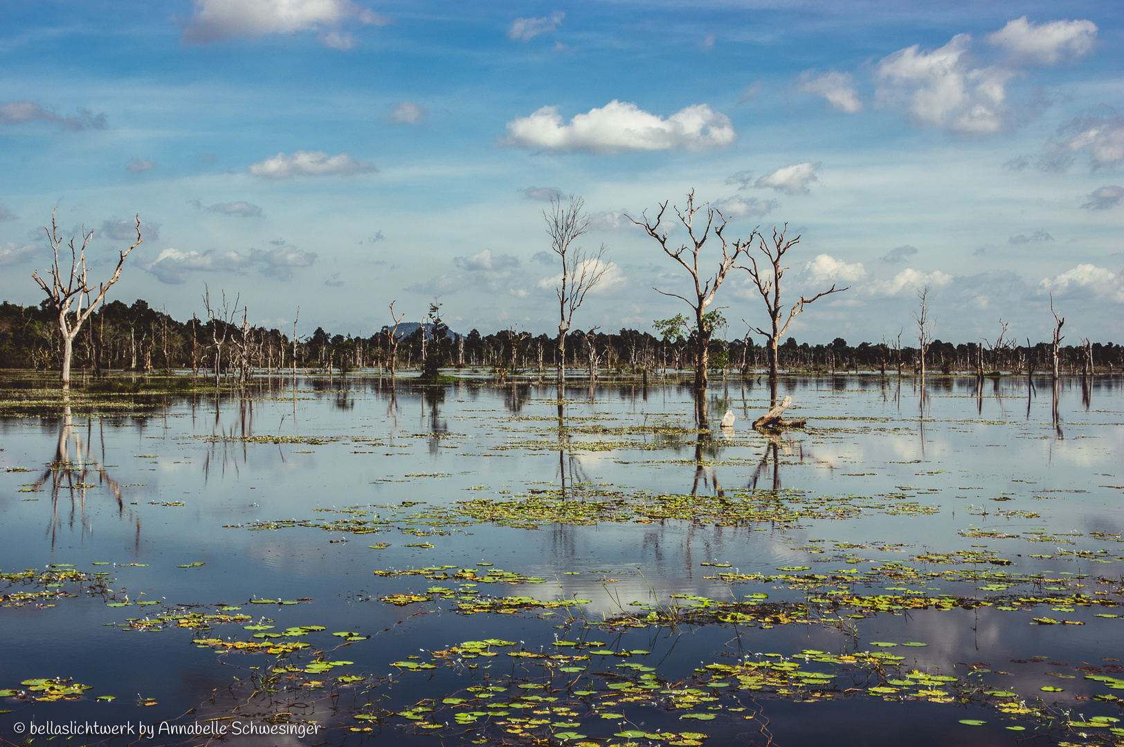 trees Foto & Bild asia, cambodia, southeast asia Bilder auf