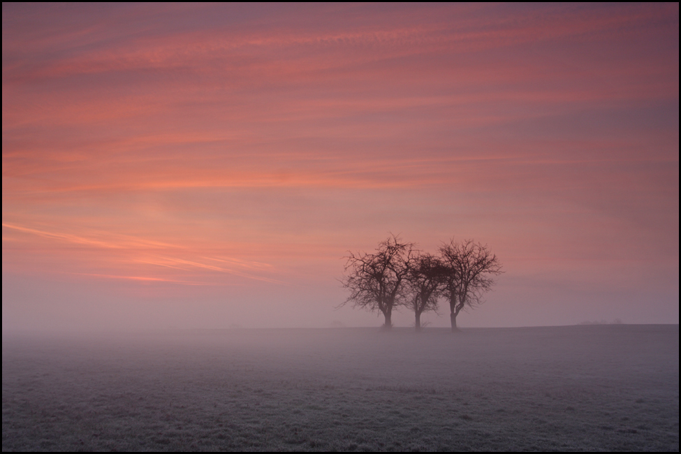 Trees