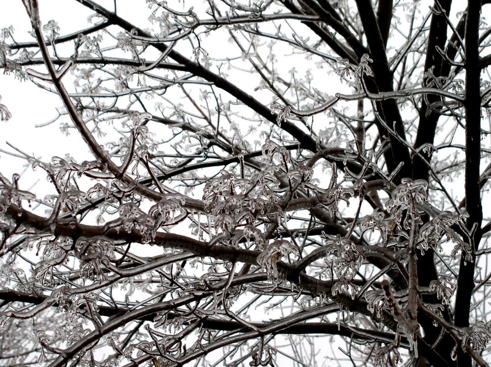 Trees after the ice storm