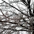 Trees after the ice storm